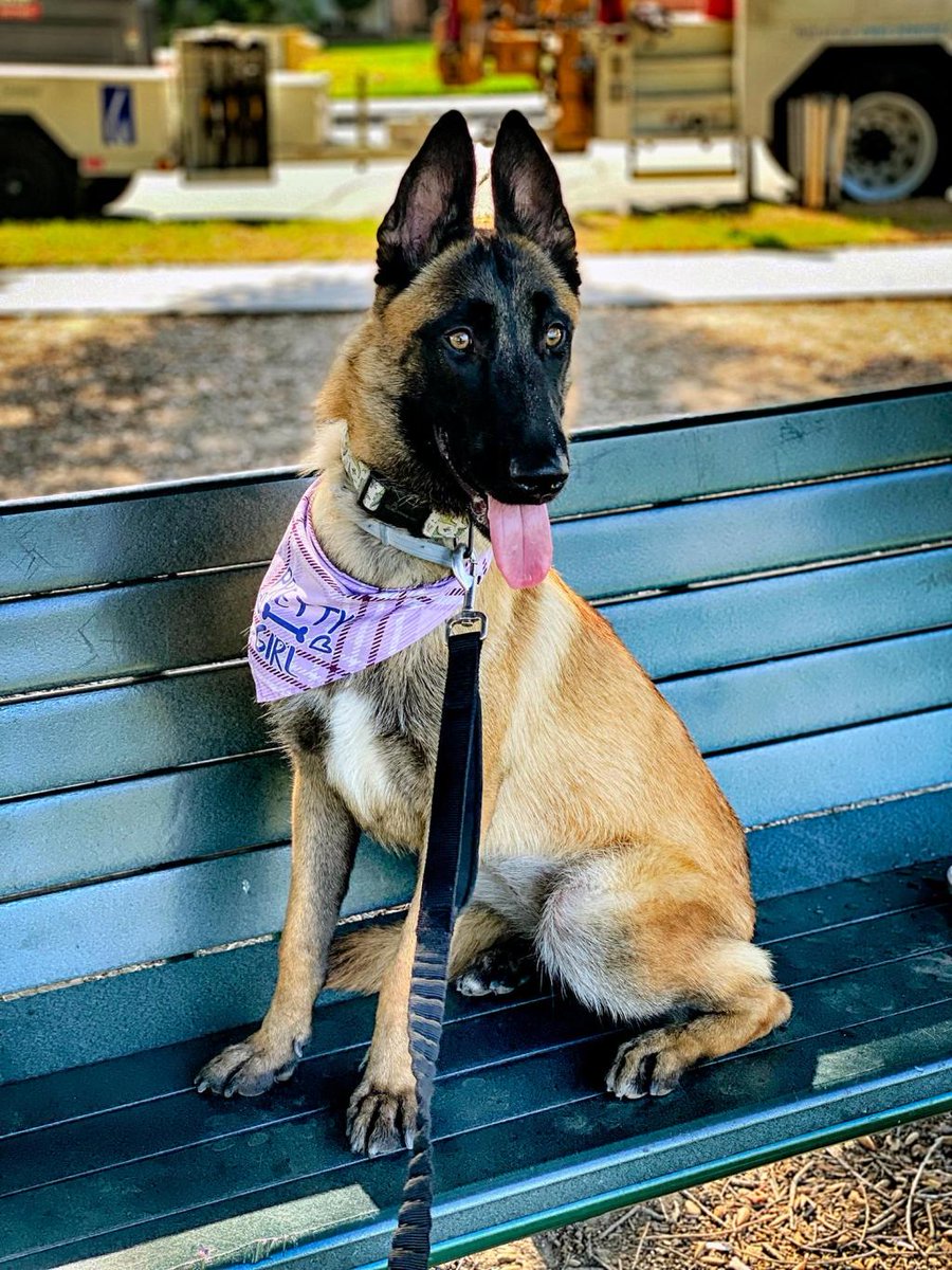 Irvine Dog Trainer and Girlfriend Charged with Animal Cruelty, Evidence ...