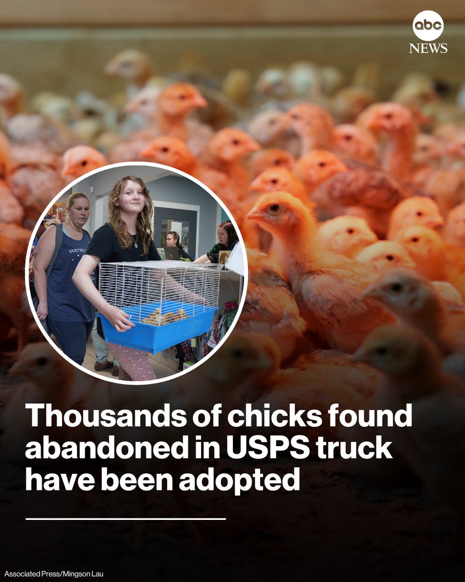 More Than 5,000 Chicks Abandoned in USPS Truck Adopted by Delaware(02)