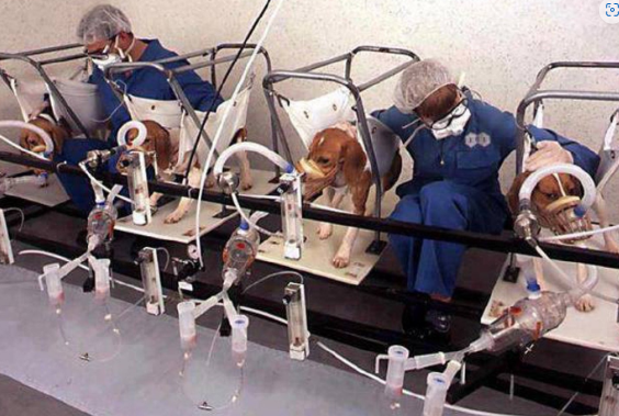 NIH Director Jay Bhattacharya Shuts Last In-House Beagle Lab After 40 ...
