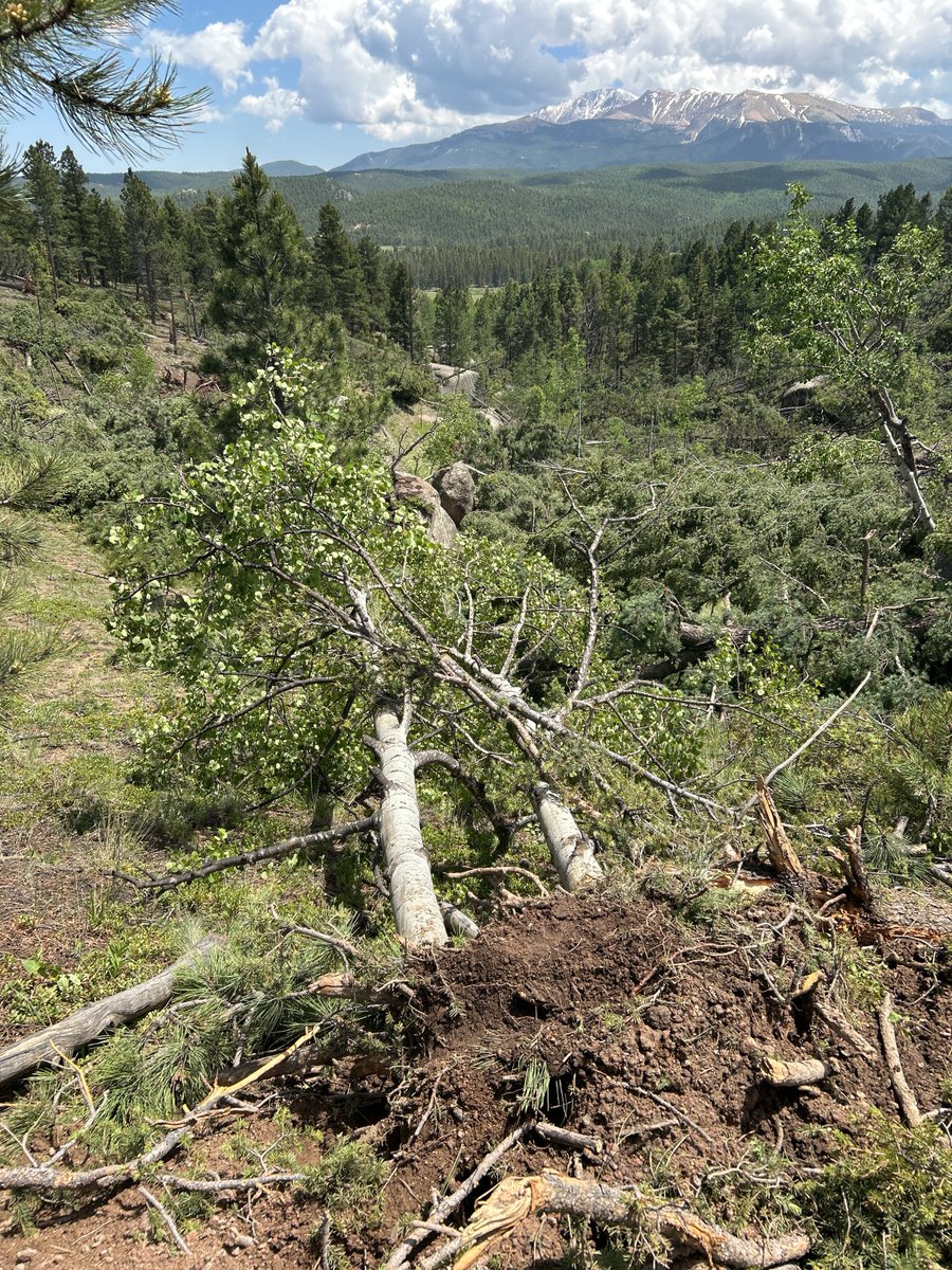 Rare EF-1 Tornado with 106 MPH Winds Levels Hundreds of Trees in Pike ...