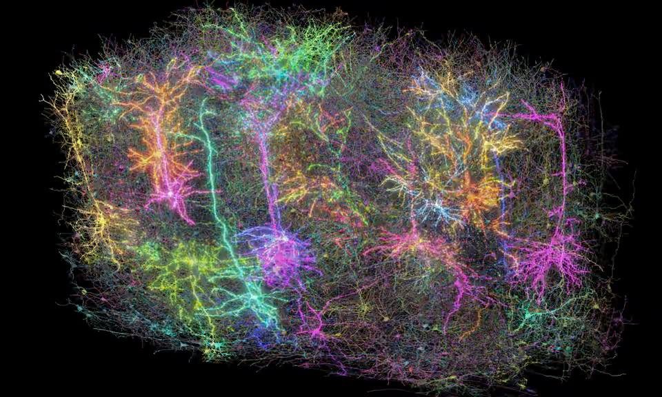 Researchers Unveil Comprehensive 3D Map of Mouse Brain, Revealing ...