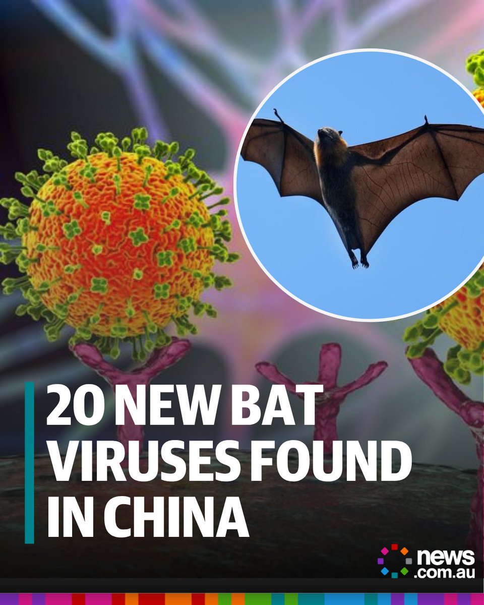 Scientists Discover 20 New Bat Viruses in China's Yunnan, Including Two ...