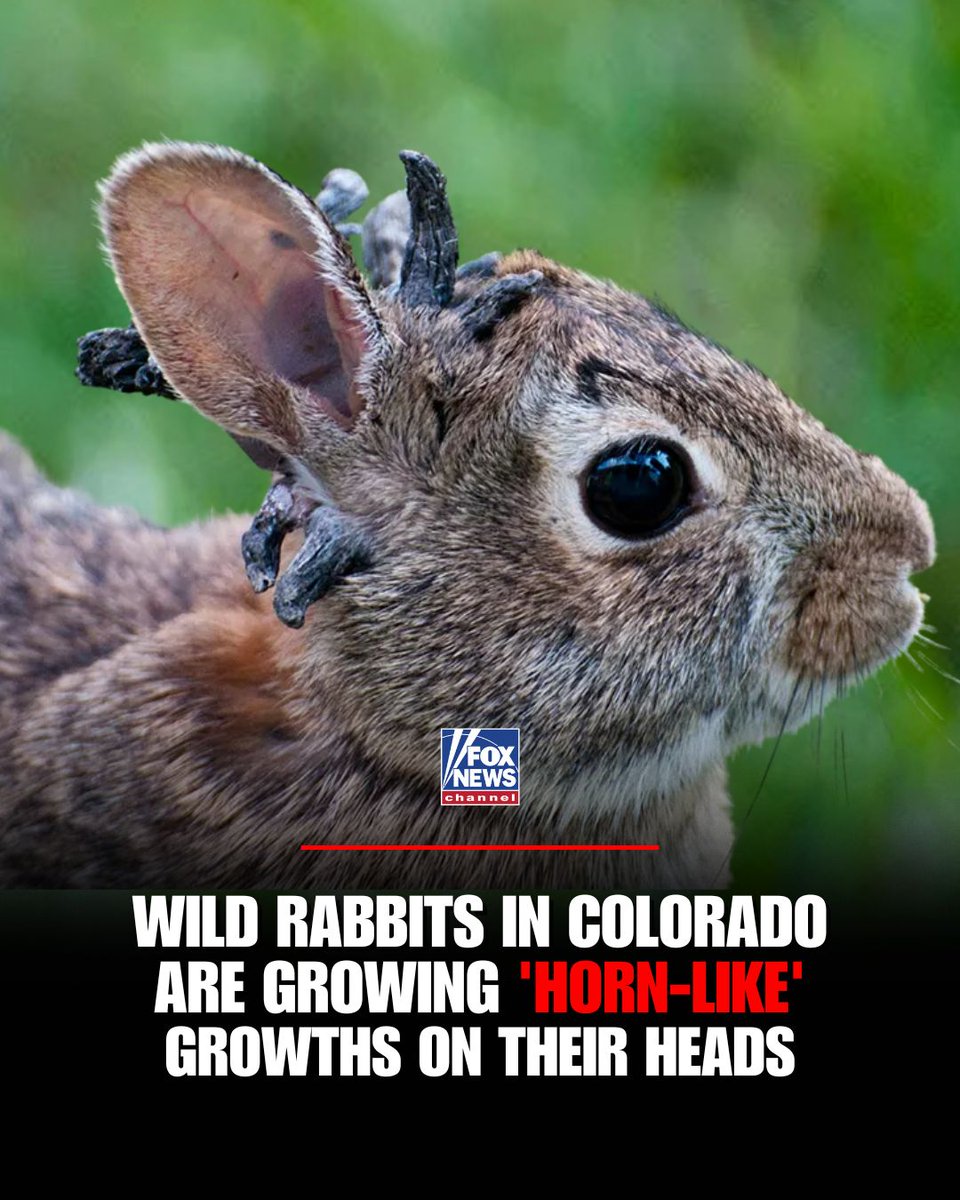 Shope Papillomavirus Behind Horned Rabbits Spotted in Colorado ...