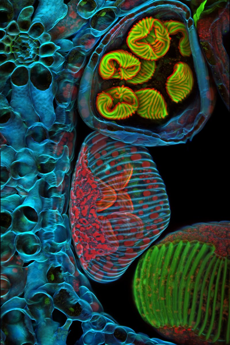 Bio Nature Structures Spanish Scientist at Harvard Replicates RNA Self-Reproduction and ...