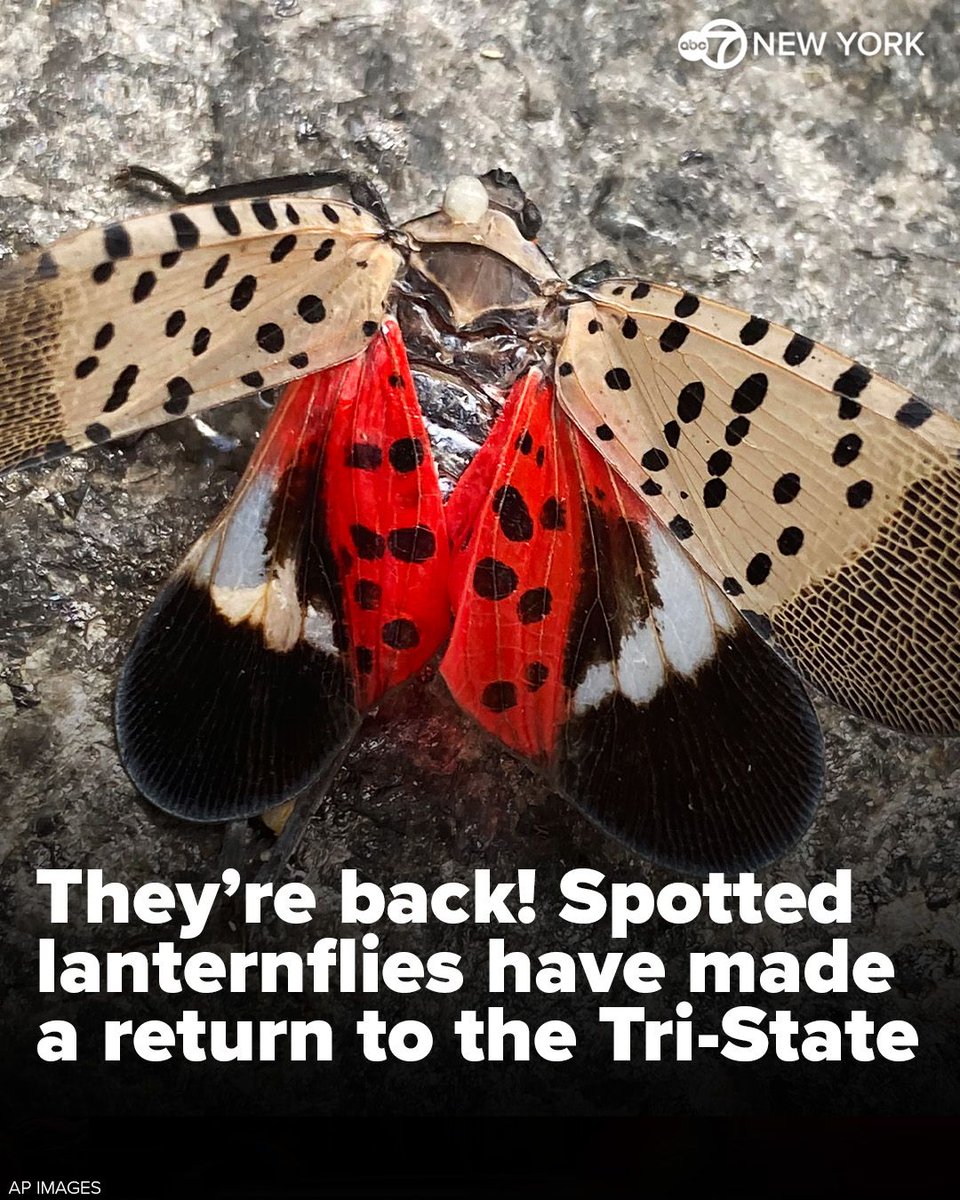 Spotted Lanternflies Confirmed in 17 States, Including 16 Counties in ...