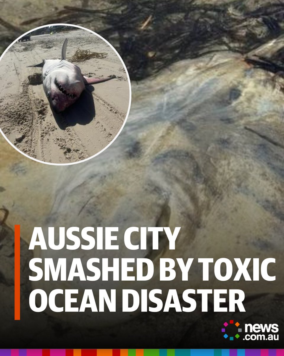 Toxic Algae Bloom Spreads Over 4,500 Sq Km Since March, Killing Sharks ...
